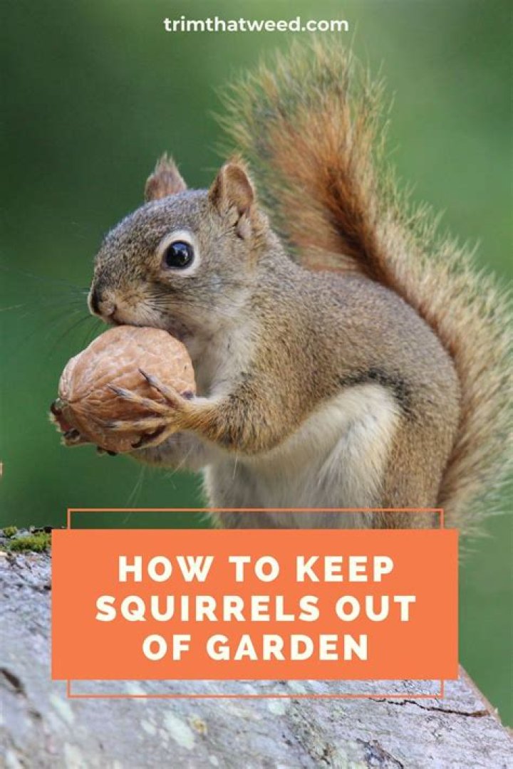 How do I keep squirrels from eating my pecans?