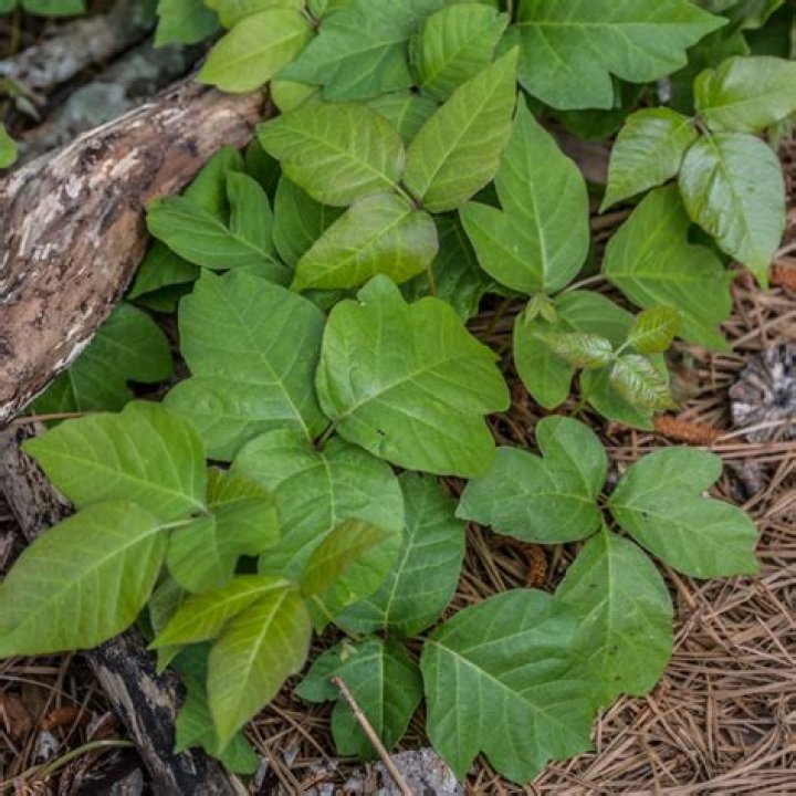 How do I kill ivy on the side of my house?