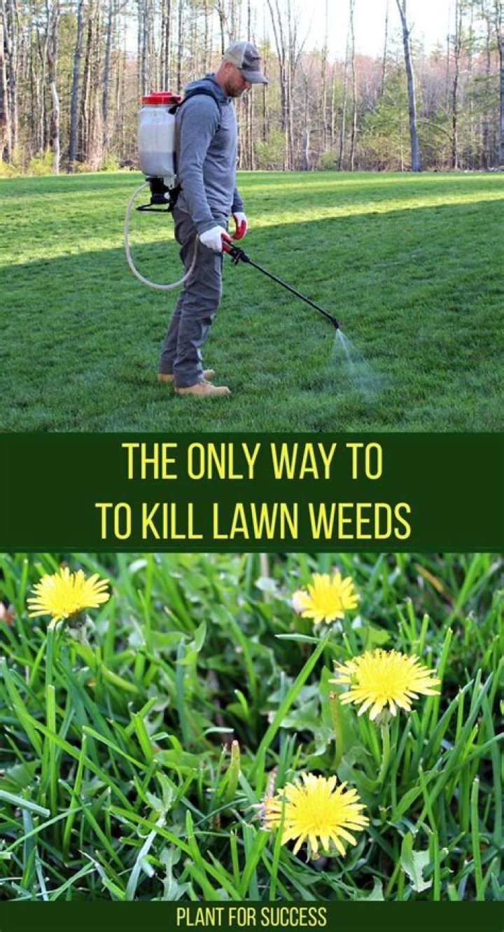How do I kill weeds in my lawn without chemicals?