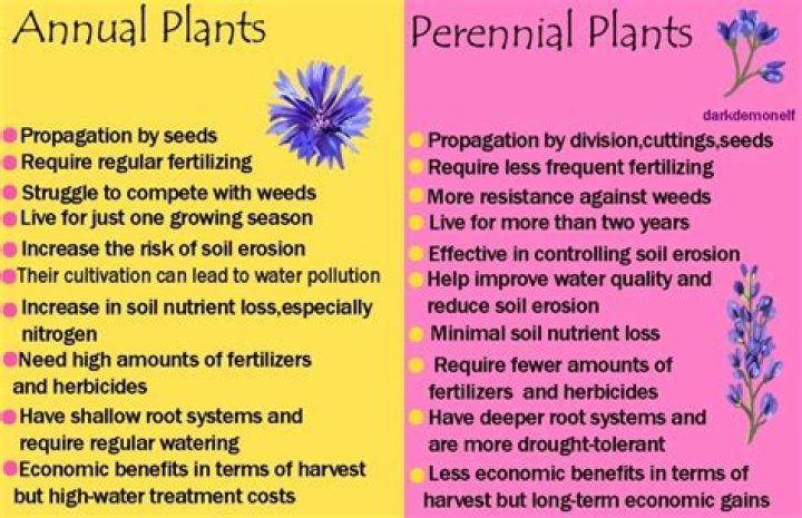 How do I know if my grass is perennial or annual?