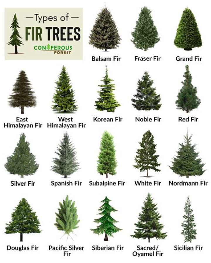 How do I know what type of fir tree I have?