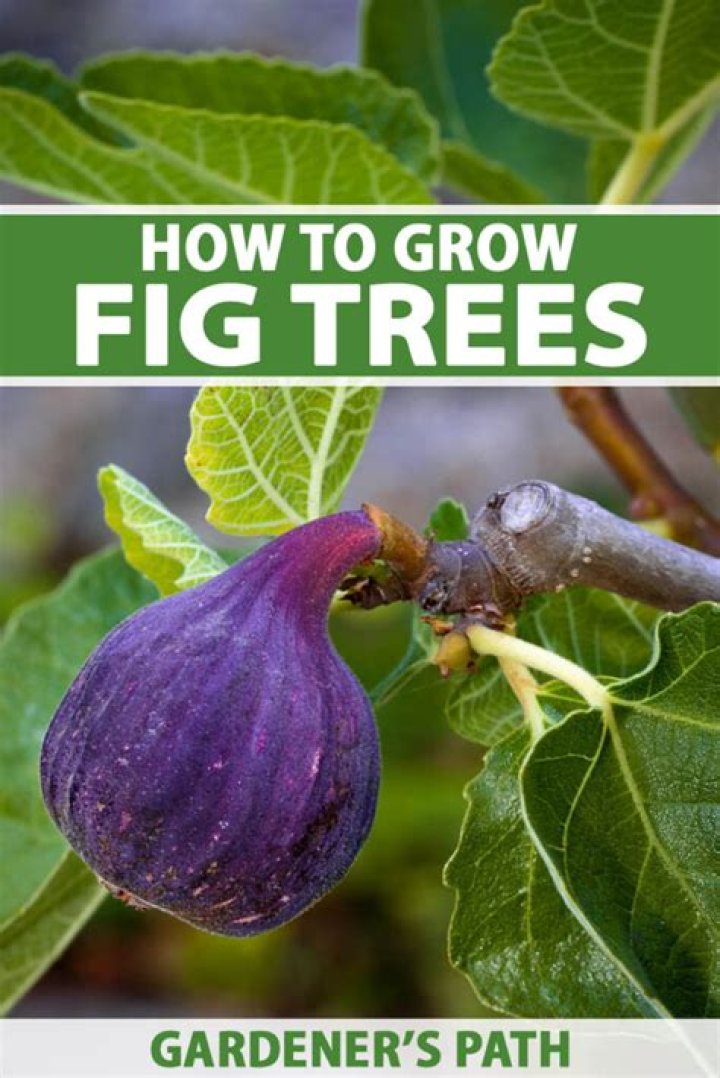 How do I look after a young fig tree?