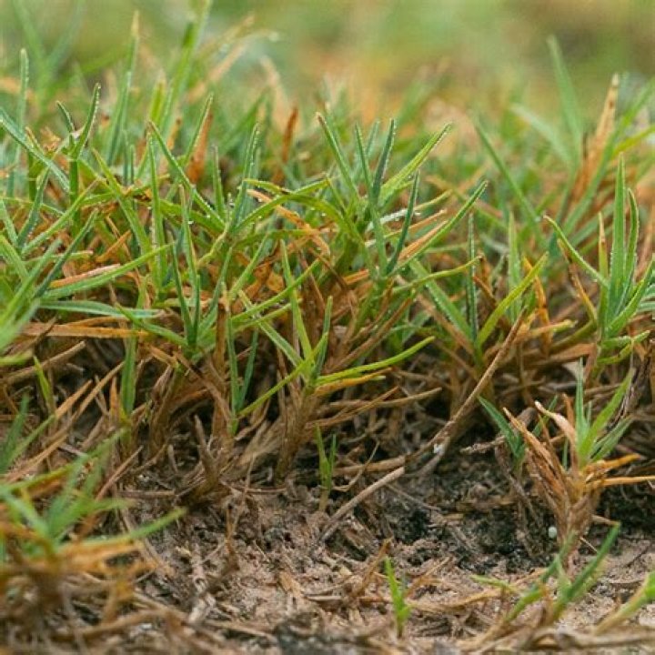 How do I make my Bermuda grass deep green?