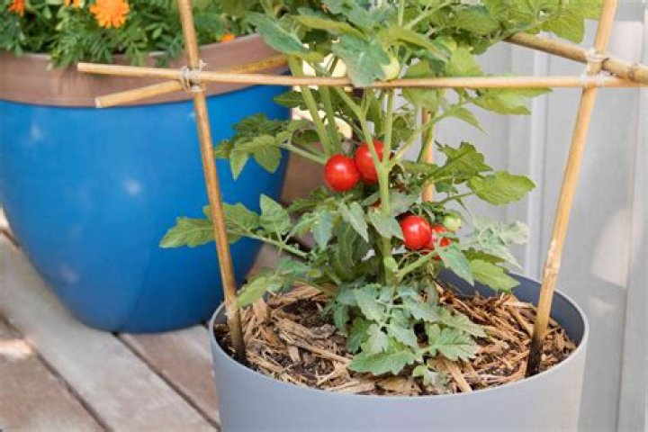 How do I make my tomato plants bushier?