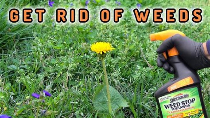 How do I repair my lawn after killing weeds?