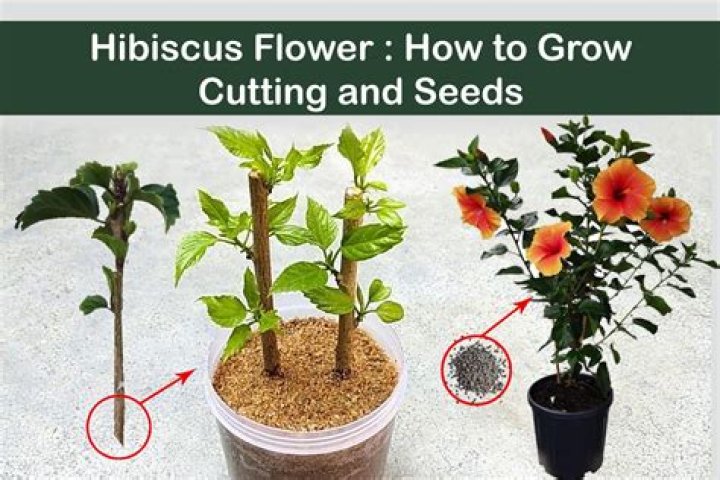 How do I revive my hibiscus?