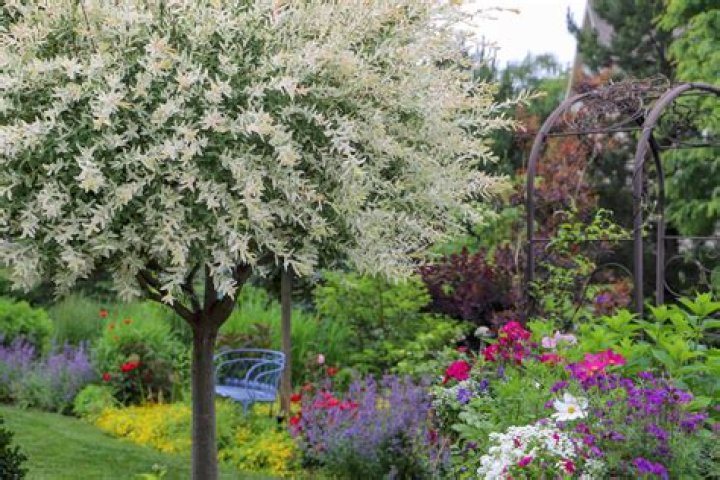 How do I save my dappled willow?