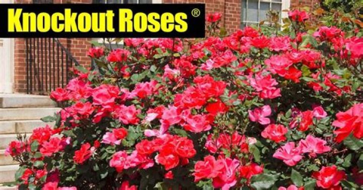 How do I save my Knock Out roses?