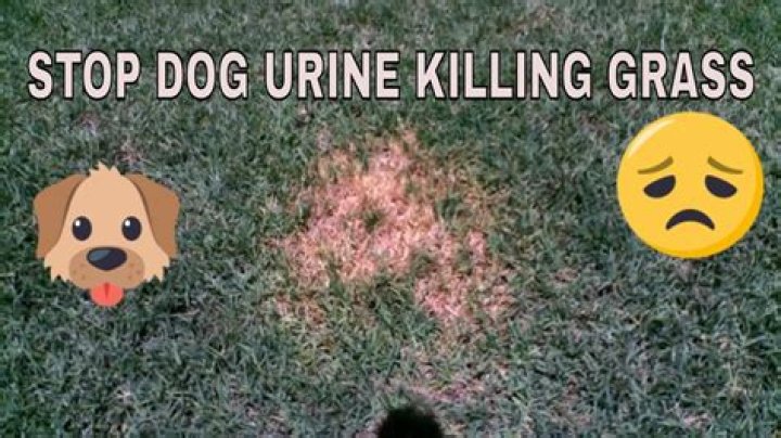 How do I stop dog urine from killing my grass?