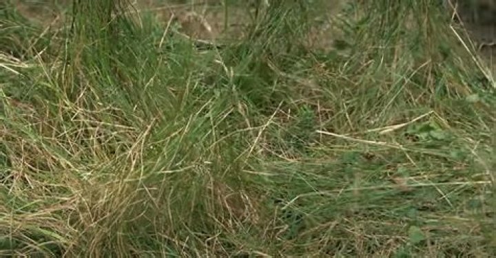 How do I stop grass from growing around my tree base?