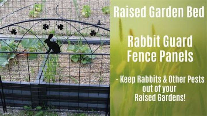 How do I stop rabbits peeing on my lawn?