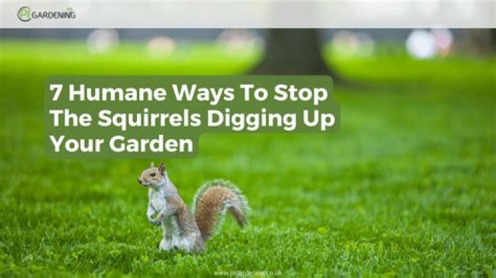 How do I stop squirrels from digging up my lawn?