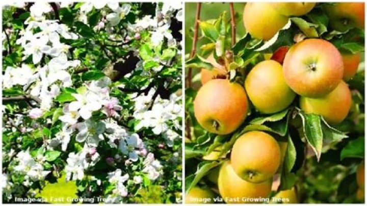 How do I tell what kind of apple tree I have?