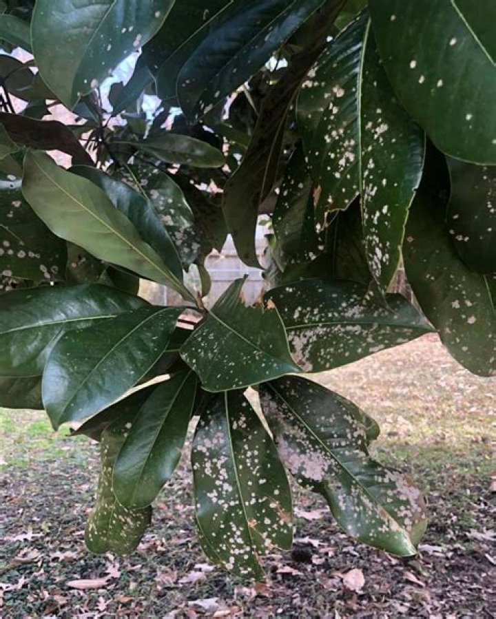 How do I treat black spots on my magnolia tree?
