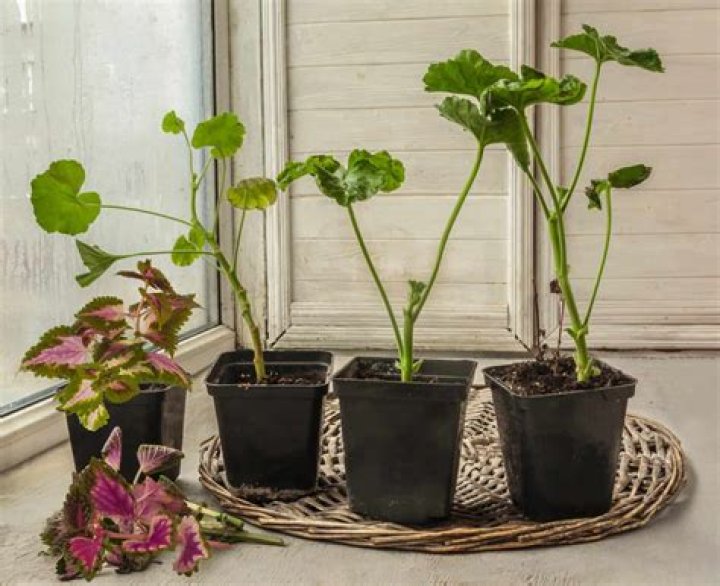 How do plants tell the season?