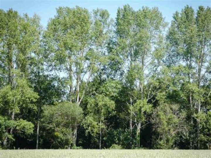 How do poplar trees die?