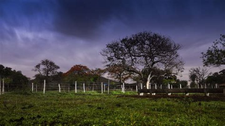 How do storms damage trees?