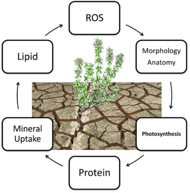 How do trees react to drought?