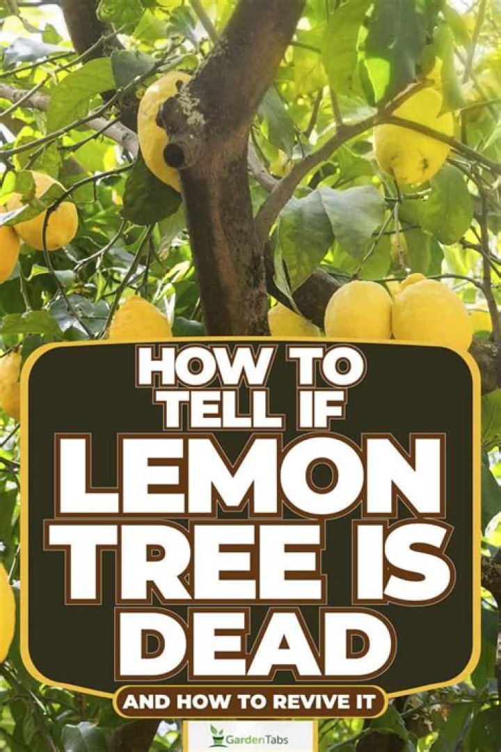 How do you bring a dead lemon tree back to life?