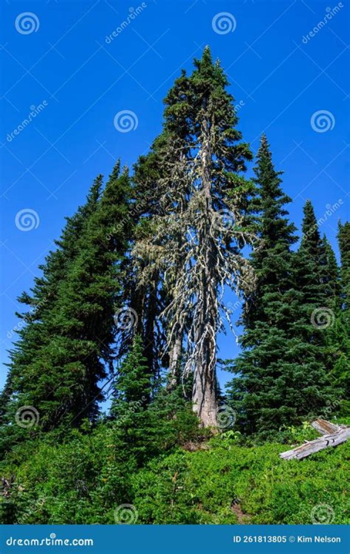 How do you bring a dying evergreen tree back?