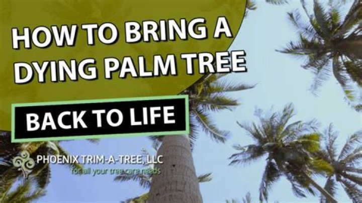 How do you bring a pine tree back to life?
