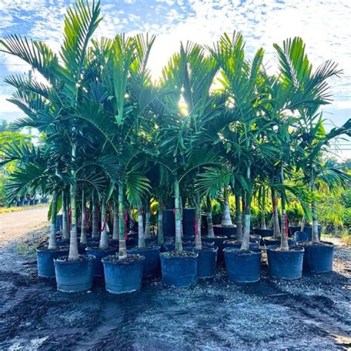 How do you care for a Alexander palm tree?