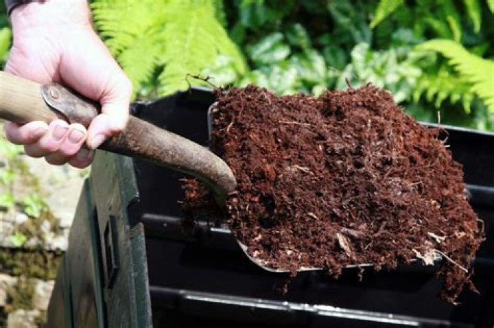 How do you care for a newly planted evergreen tree?