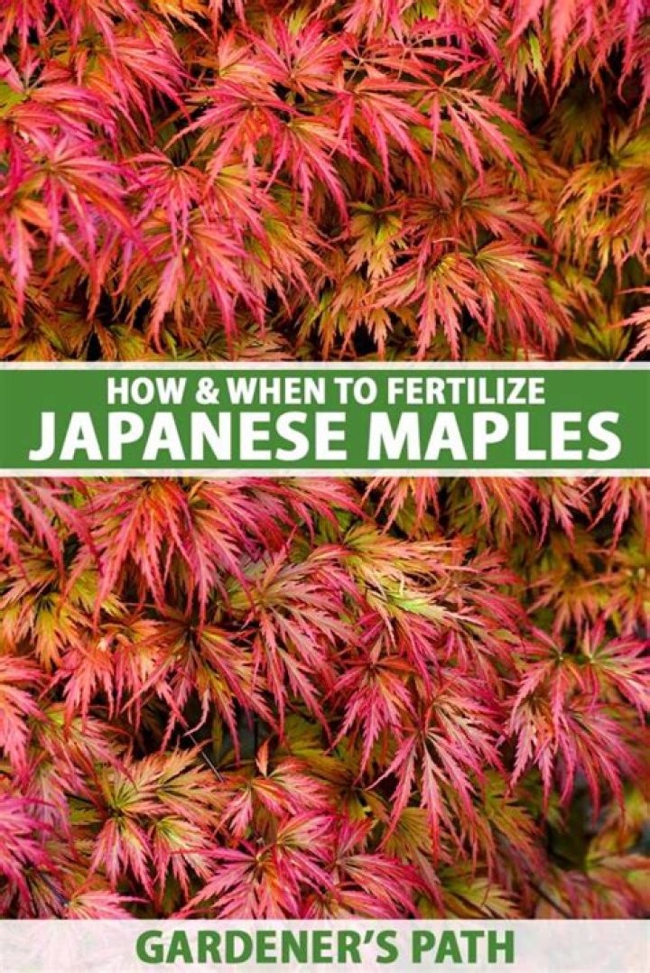 How do you care for a newly planted Japanese maple tree?