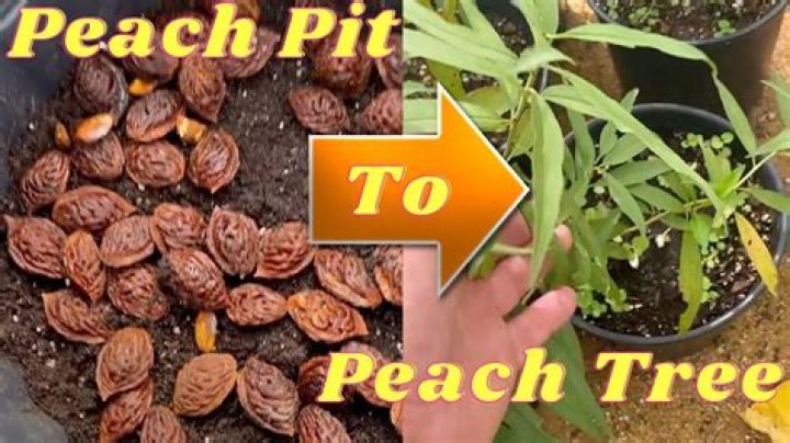 How do you care for a newly planted peach tree?