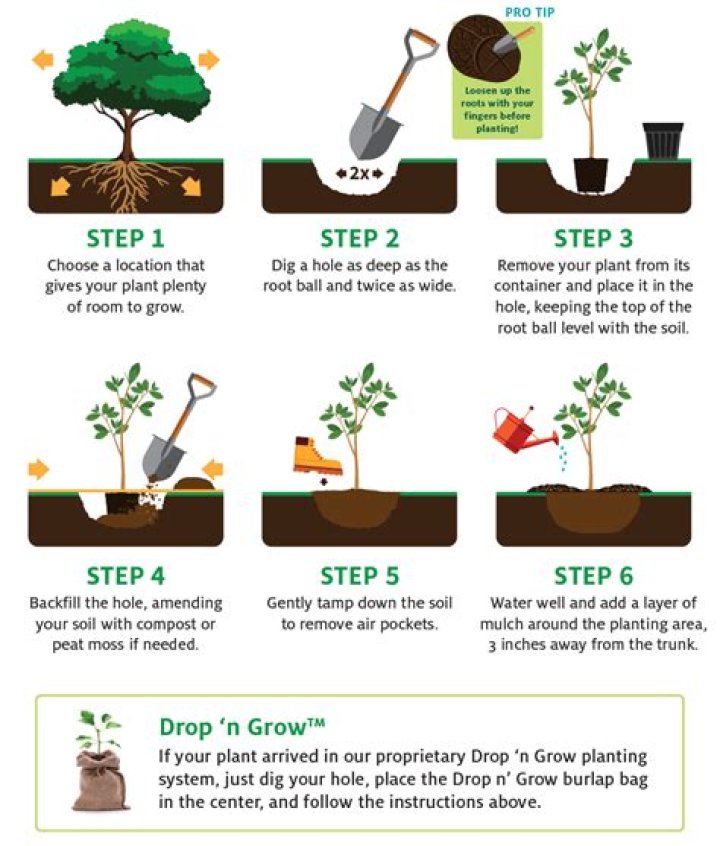 How do you care for a newly transplanted tree?
