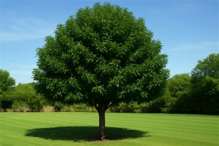 How do you care for a Raywood ash tree?