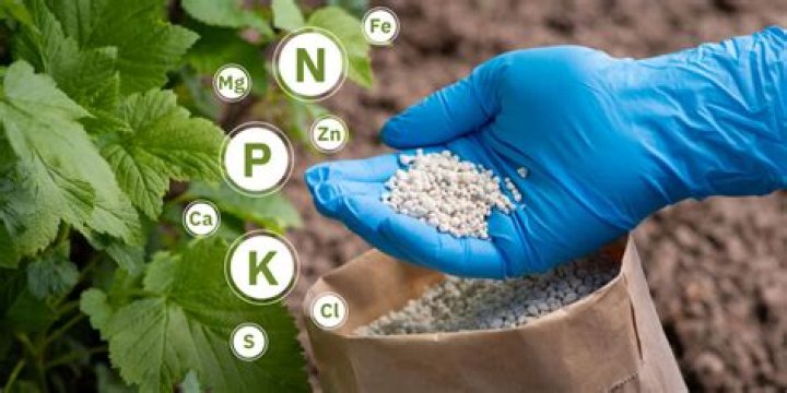 How do you choose fertilizer?