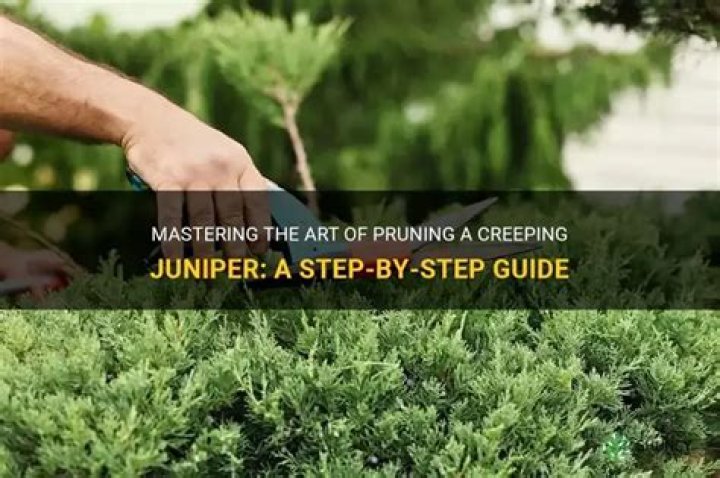 How do you control a creeping juniper?