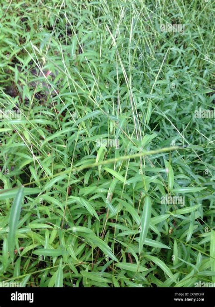 How do you control Japanese stiltgrass?
