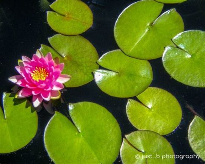 How do you control lily pads in a lake?