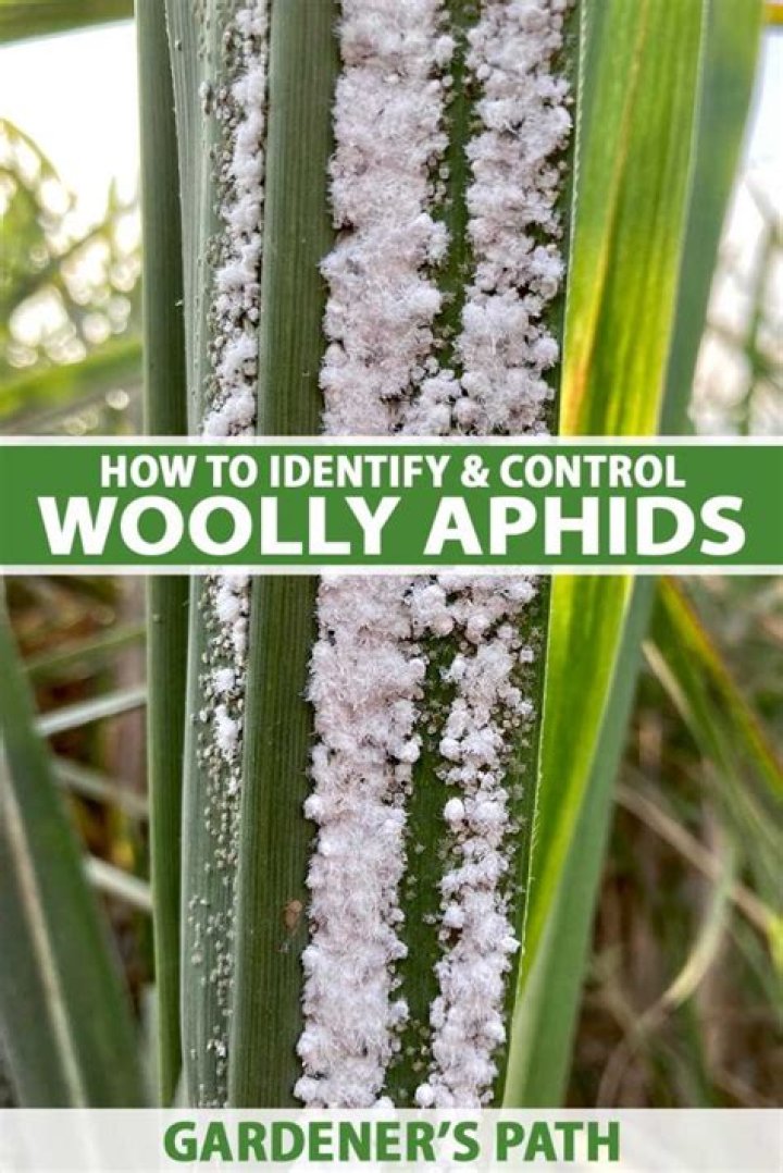 How do you control woolly aphids?