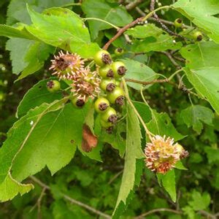 How do you cure hawthorn rust?