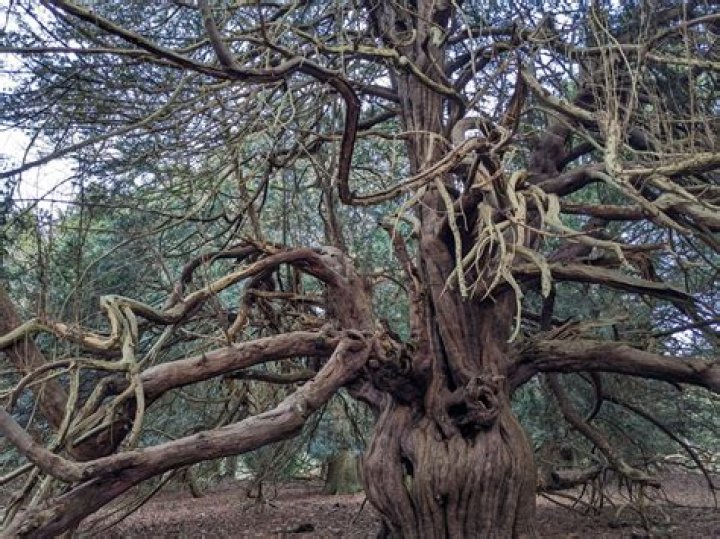 How do you determine the age of a yew tree?
