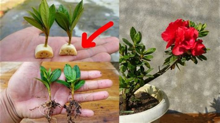 How do you dig up azalea roots?
