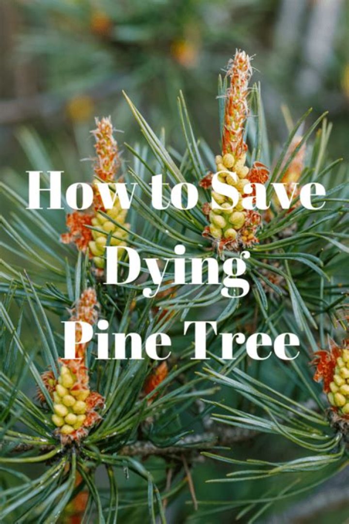 How do you dispose of a dead pine tree?