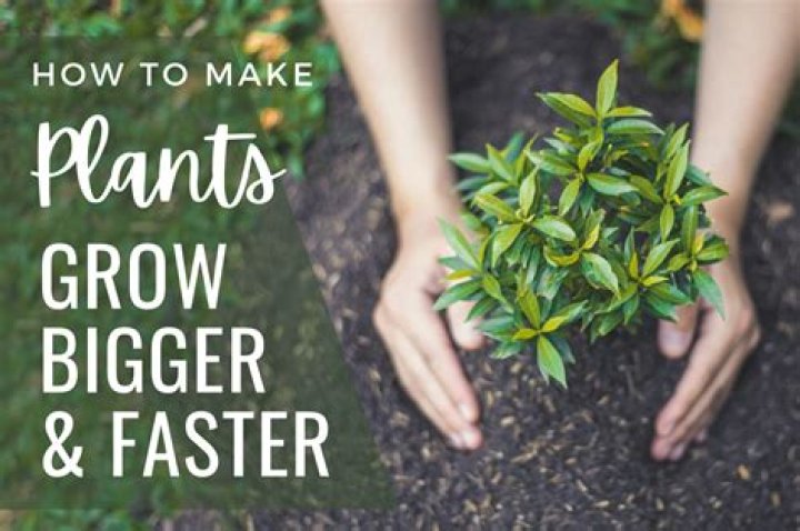 How do you encourage cedar growth?