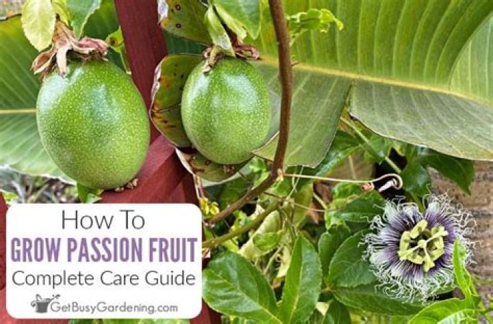 How do you encourage fruit to grow?