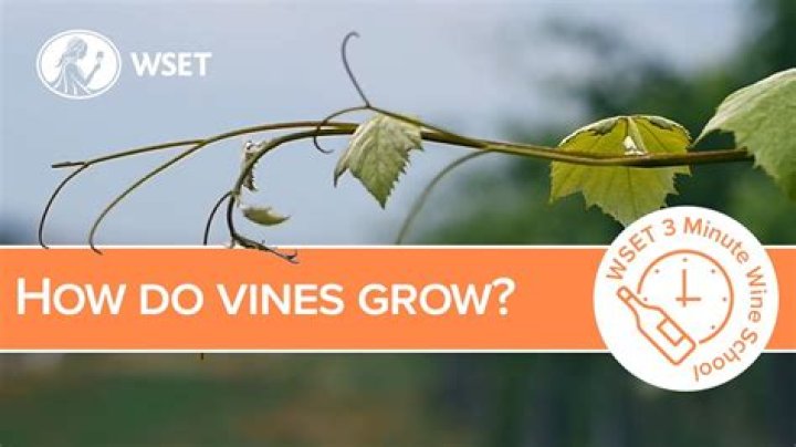 How do you encourage vines to grow?