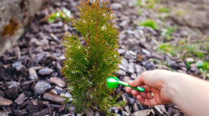 How do you fertilize a shade tree?