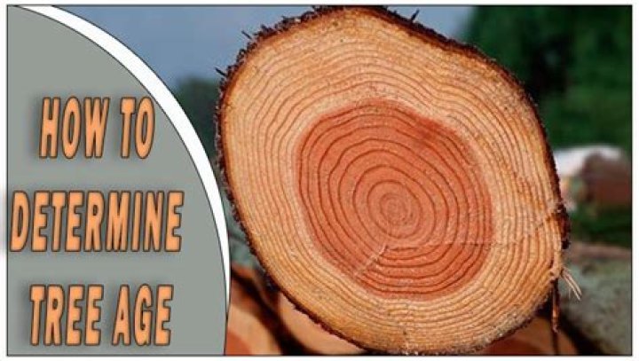 How do you find out the age of a tree?