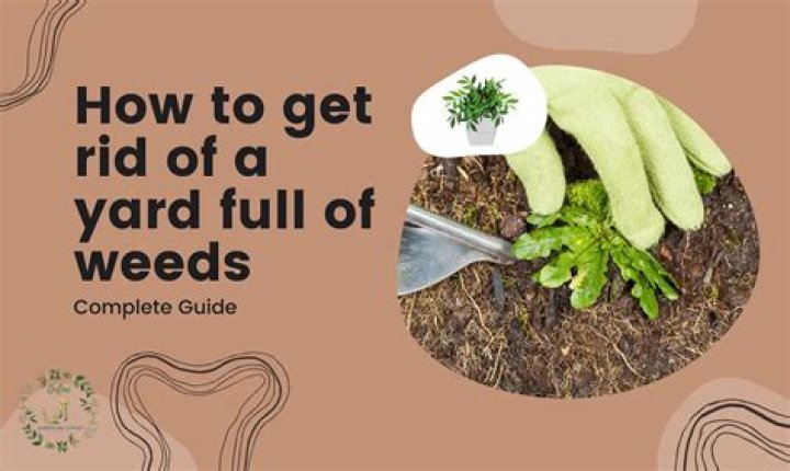 How do you fix a yard full of weeds?