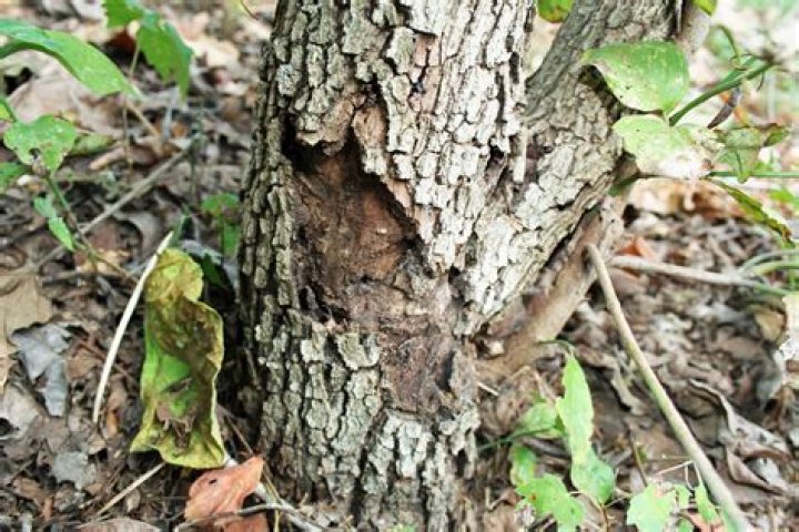 How do you fix bark on dogwood trees?