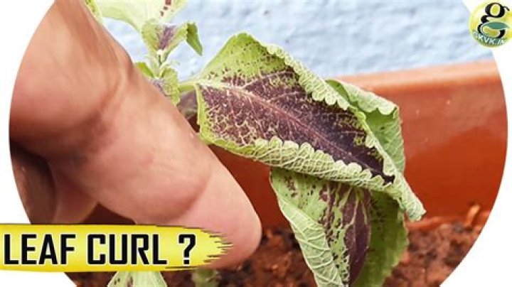 How do you fix curled leaves on a lemon tree?