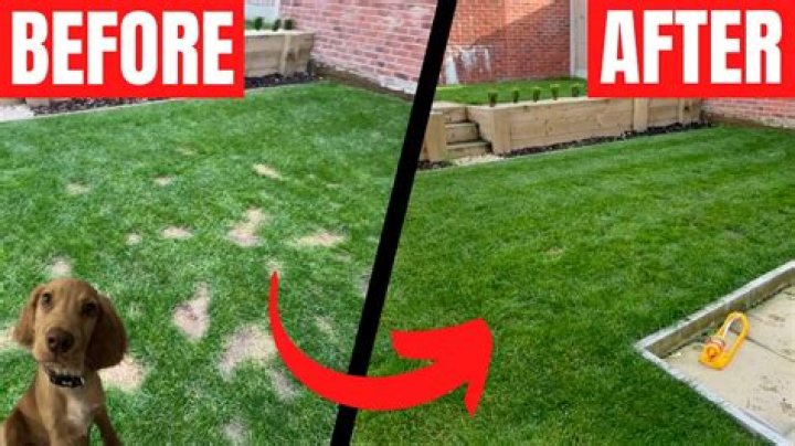 How do you fix dead grass from dog urine?