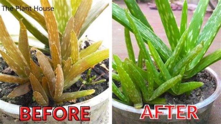 How do you fix droopy aloe plant?